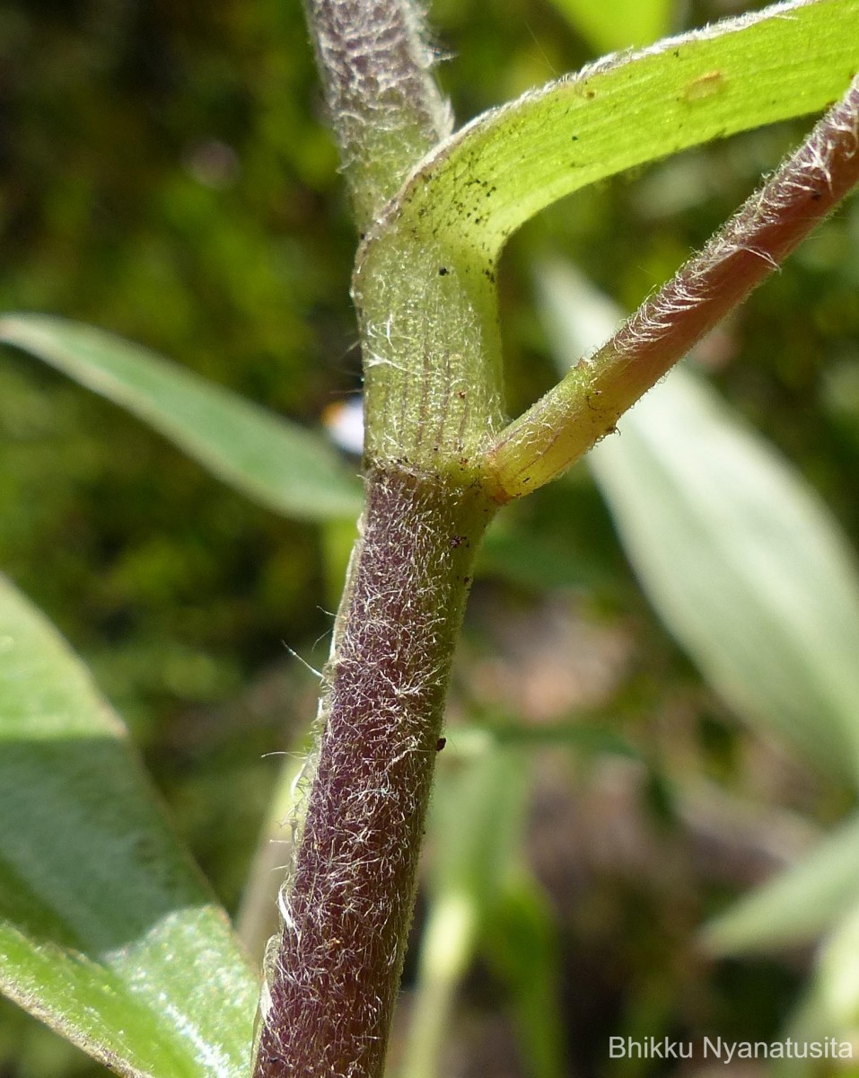 Cyanotis villosa (Spreng.) Schult. & Schult.f.